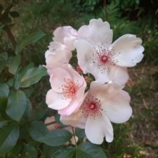 ピンクサクリーナ