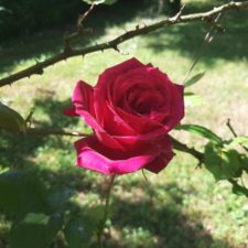 クリムソングローリー