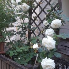 パレ・ロワイヤル