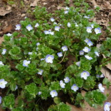 ベロニカペルシカ