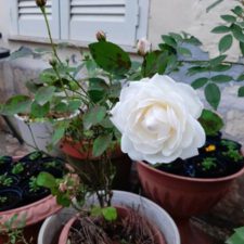 グラミスキャッスル