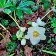 クリスマスローズ　ニゲラ