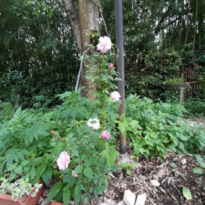 オールドブラッシュ