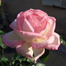 プリンセス・ドゥ・モナコ